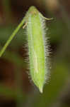 Slender yellow woodsorrel